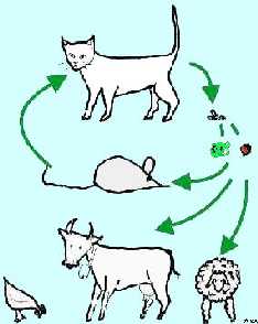 cat-mouse-circle and sheep, cow, etc.